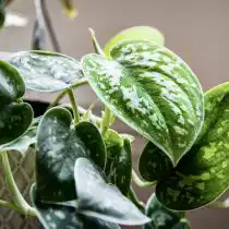 Сциндапсус Пиктус (Scindapsus pictus)