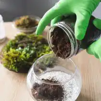 На слой дренажа поместить слой почвы толщиной 3-8 сантиметров и увлажнить его