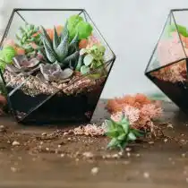 Хорошо смотрятся флорариумы с кактусами и другими суккулентами в широких низких сосудах
