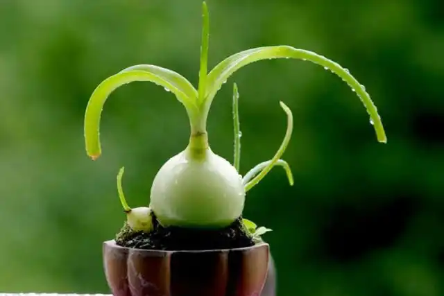 Большая часть луковицы альбуки всегда остается над почвой