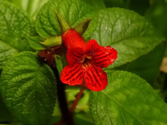 Колерия неровная (Kohleria inaequalis)