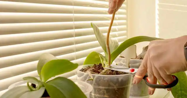 Уход за орхидеей после цветения