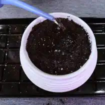 После пересадки добавьте сверху тонкий слой грунта и пролейте водой