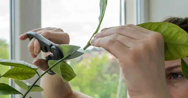 Как и другие виды плодовых или декоративных деревьев, лимоны нужно периодически обрезать