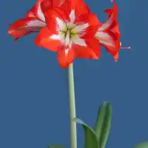 Гиппеаструм «Айкэтчер» (Hippeastrum 'Eyecatcher')
