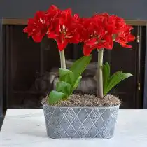 Гиппеаструм «Хэппи Нимф» (Hippeastrum 'Happy Nimph') ©