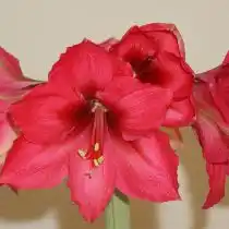 Гиппеаструм «Плэже» (Hippeastrum 'Pleasure') © garden.org