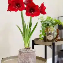 Гиппеаструм «Премьер» (Hippeastrum 'Premiere')