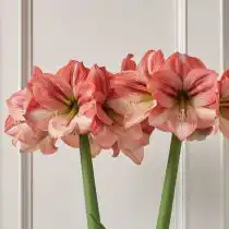 Гиппеаструм «Прованс» (Hippeastrum 'Provence')