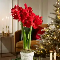 Гиппеаструм «Скарлет Белль» (Hippeastrum 'Scarlet Belle') ©