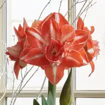 Гиппеаструм «Саншайн Нимф» (Hippeastrum 'Sunshine Nymph')