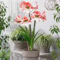 Гиппеаструм «Тэйбл Дэнс» (Hippeastrum 'Table Dance')