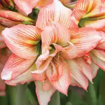 Гиппеаструм «Зомби» (Hippeastrum 'Zombie') © tesselaar.net.au