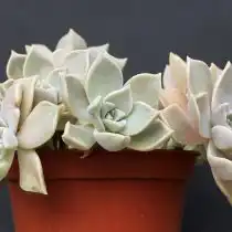 граптопеталум парагвайский (Graptopetalum paraguayense)