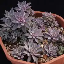 Граптопеталум Расби (Graptopetalum rusbyi)