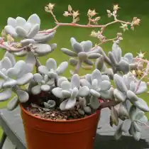 Граптопеталум аметистовый (Graptopetalum amethystinum)