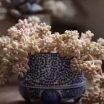 Граптопеталум медузный (Graptopetalum mendozae)