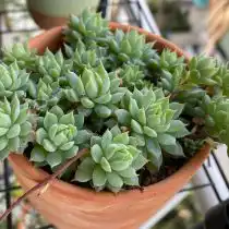 Граптопеталум Макдугалла (Graptopetalum macdougallii)