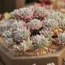 Граптопеталум толстолистный (Graptopetalum pachyphyllum)
