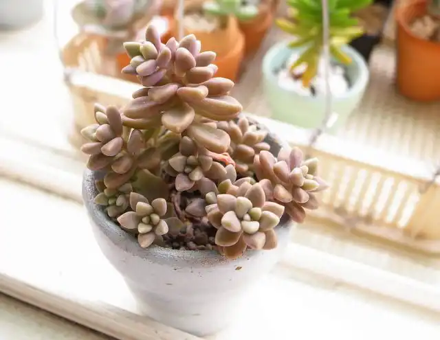 Лучше подобрать граптопеталуму место на солнечном подоконнике