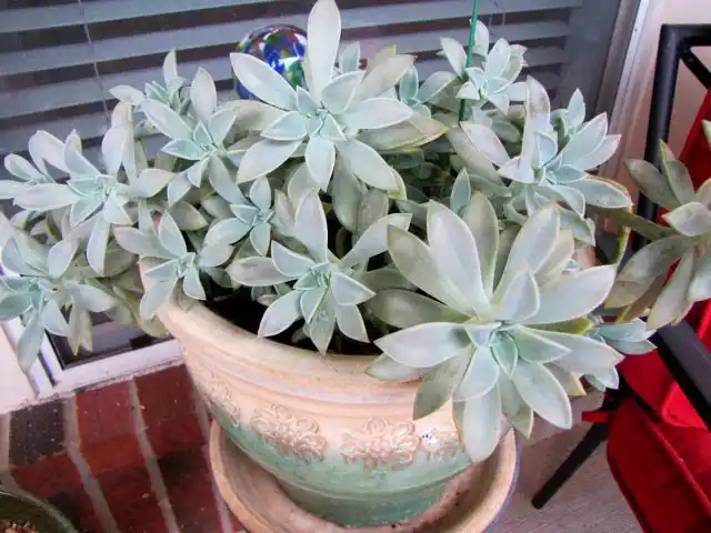 Граптопеталум позволяет формировать интересные каскады и формы