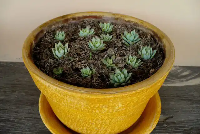 Граптопеталум поразительно легко размножается дочерними розетками