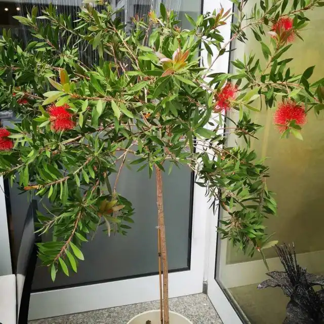 Каллистемон лимонный (Callistemon citrinus)