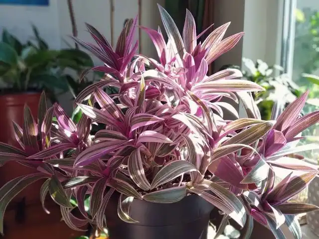 Традесканция покрывальчатая (Tradescantia spathacea)