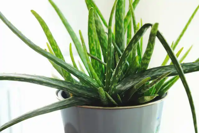 Алоэ вера (Aloe vera)