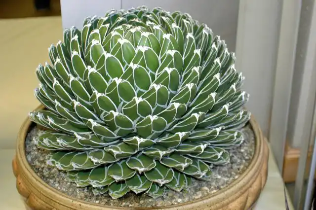 Агава королевы Виктории (Agave victoriae-reginae)