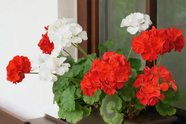 Пеларгония зональная (Pelargonium zonale)