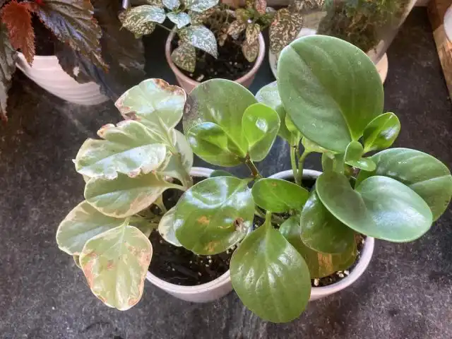 На южном подоконнике зеленые любимцы часто неприятно удивляют