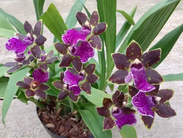 В требованиях к почве зигопеталумы не отличаются ни от одной другой орхидеи