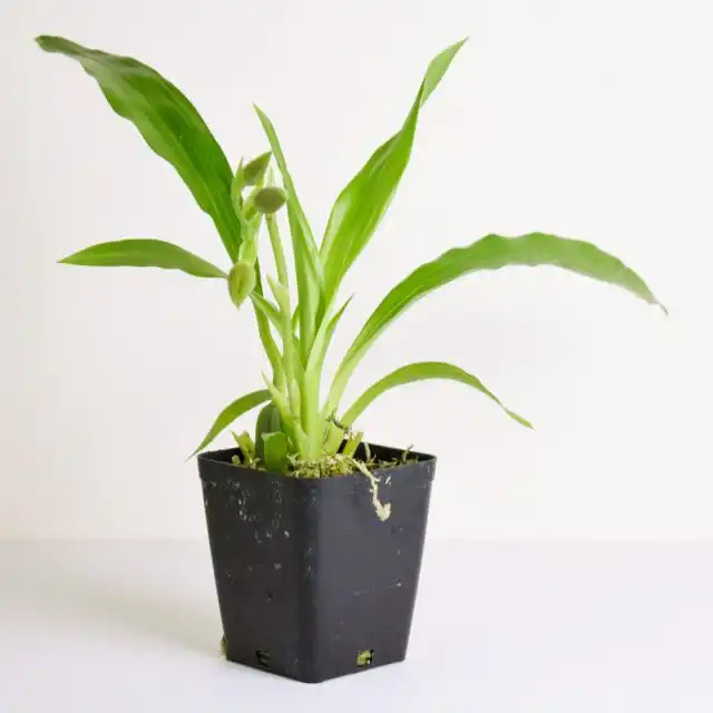 В домашнем формате зигопеталум размножают только разделением