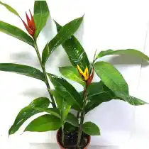 Геликония прямая (Heliconia stricta)
