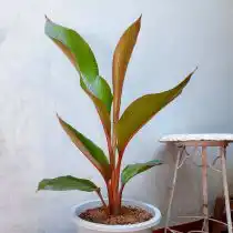Геликония индийская (Heliconia indica)