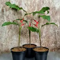 Геликония ростральная (Heliconia rostrata)
