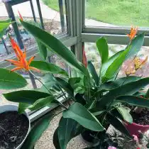 Геликония попугайная (Heliconia psittacorum)