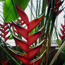 Геликония Бихаи (Heliconia bihai)