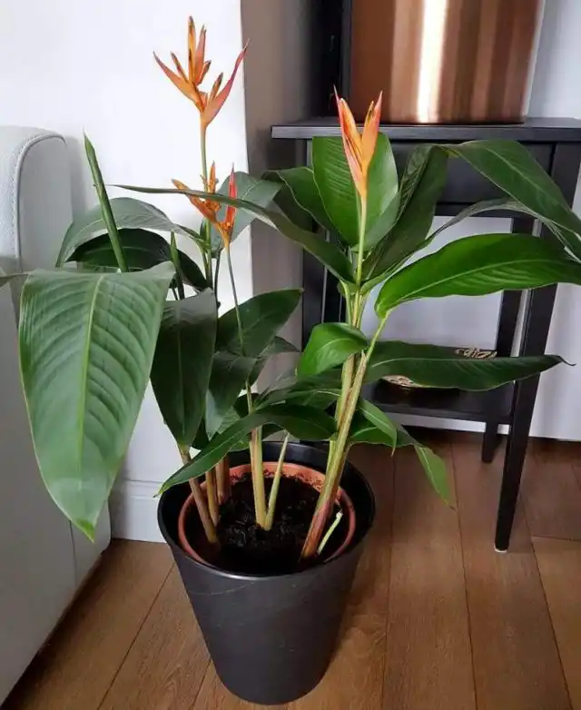 Для геликонии нужна рыхлая, питательная землесмесь