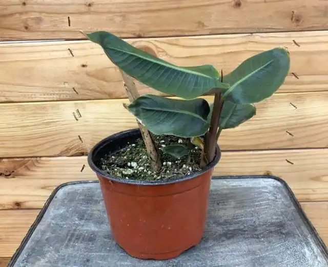 Обычно геликонию размножают простым разделением