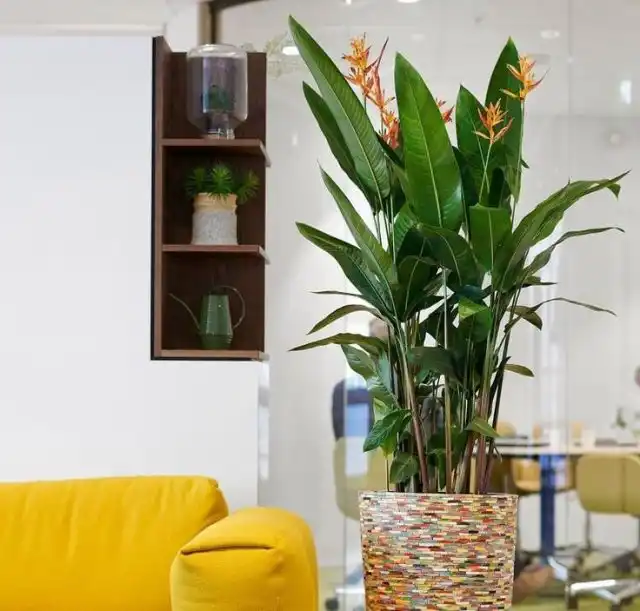 Для геликонии идеальным считается максимально яркое, но рассеянное освещение