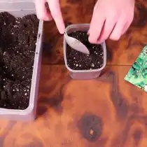 Подготовьте контейнер для посева мимозы стыдливой