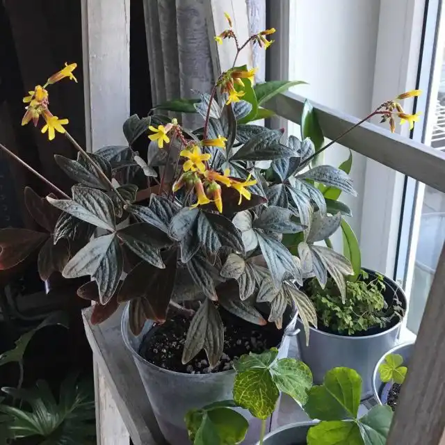 Оксалис Ортгиса предпочитает рассеянно-мягкое, но яркое освещение