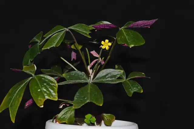 Кислица Ортгиса (Oxalis ortgiesii)