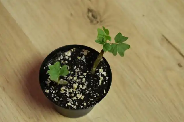 Кислицу Ортгиса можно вырастить из черенков