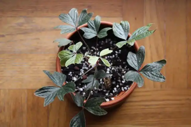 Обычно кислицу Ортгиса подкармливают с апреля и до сентября