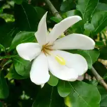 Гардения рогатая (Gardenia cornuta)