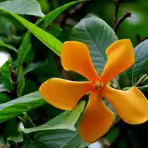 Гардения увенчанная (Gardenia coronaria)