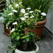 Гардения Тунберга (Gardenia Thunbergia)